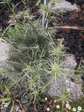 Eryngium venustum 9cm for sale  SEVENOAKS
