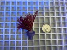 Dragon breath red for sale  Westminster