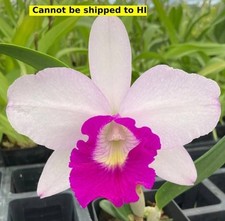 Houseplant orchid aiea for sale  Danielson