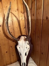 Rotwildspiesser schädelechte  gebraucht kaufen  Langelsheim