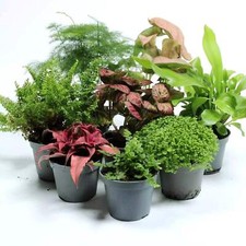 Tropical terrarium plant for sale  BRISTOL