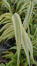 Arundo donax ely d'occasion  Mont-près-Chambord