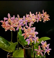 Phalaenopsis spider beautiful for sale  NOTTINGHAM