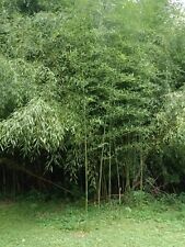 Spring mosso bamboo for sale  Boonville