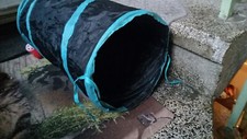 Katzentunnel interaktives katz gebraucht kaufen  Mühltroff
