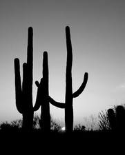 Print canvas saguaro for sale  Topsham