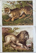Antique animal prints for sale  Brooklyn