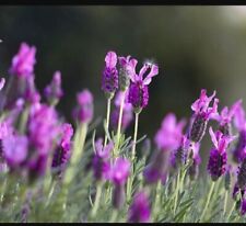 Lavandula french lavender for sale  Hollywood