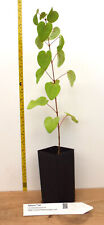 Katsura tree inch for sale  Albany
