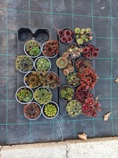Sempervivum winterhart pflegel gebraucht kaufen  Wiesmoor