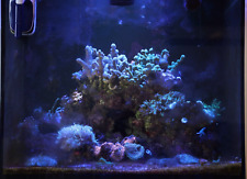 Red sea reefer for sale  HARROW