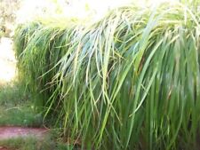 Live canadian strain for sale  Arroyo Grande