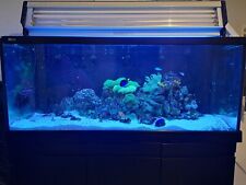 Red sea max for sale  BLACKBURN