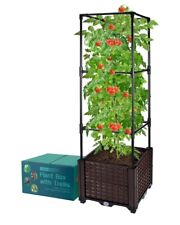 Madholly large tomato for sale  USA