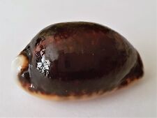 Coquillages cypraea eglantina d'occasion  Mandelieu-la-Napoule