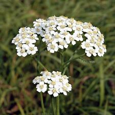 Yarrow achillea millefolium for sale  DERBY