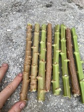 Yuca cassava live d'occasion  Expédié en Belgium