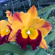 Rare cattleya madonna for sale  LONDON