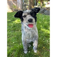 Cuddle clone realistic for sale  Bothell