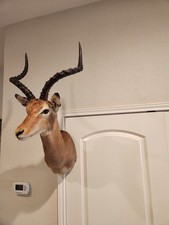 African impala shoulder for sale  Uvalde