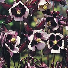 Aquilegia seeds perennial for sale  IPSWICH