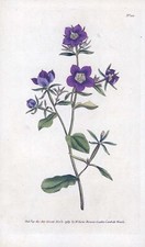 1808 curtis botanical for sale  ASHFORD