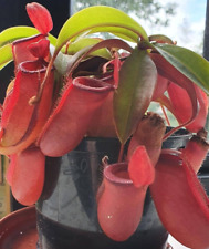 Nepenthes lady luck for sale  Marianna