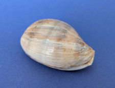 Cypraea lynx .morbusfordi d'occasion  Nice-