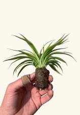 Chlorophytum spider variegated for sale  Terrell