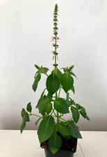 Indian holy basil for sale  HEBDEN BRIDGE