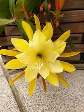 Epiphyllum blattkaktus hybride gebraucht kaufen  Schonungen