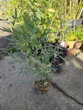 Phyllostachys bissetii bamboo for sale  EGHAM