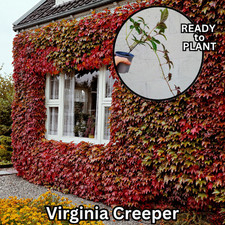 Ready plant virginia for sale  BEDFORD