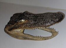 7.25 genuine alligator for sale  Laramie