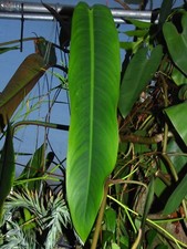 Philodendron bicolor spectacul for sale  San Diego