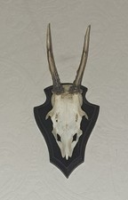 jagd dekoration gebraucht kaufen  Heikendorf