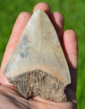 Real megalodon shark for sale  UK