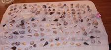 Seashell huge lot for sale  Saint Charles