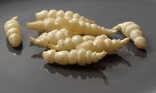 Crosnes tubers stachys for sale Crosnes tubers stachys for sale  Sedro Woolley