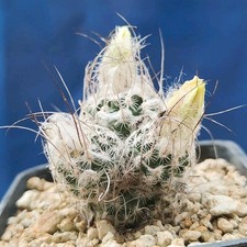 Turbinicarpus schmiedickeanus  usato  Tramonti