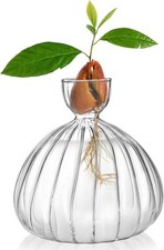 Avocado seed sprout for sale  Brooklyn