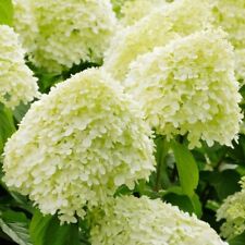 Hydrangea limelight xxxl for sale  NORTHWICH