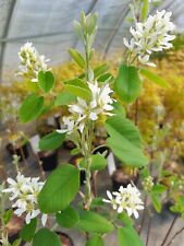 Amelanchier alnifolia northlin gebraucht kaufen  Dillingen a.d.Donau