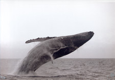 Zoologie biologie marine d'occasion Zoologie biologie marine d'occasion  Le Luc