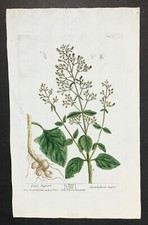 herbal prints for sale herbal prints for sale Montgomery