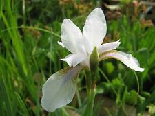 Iris sibirica alba gebraucht kaufen  Schmidmühlen