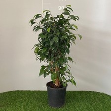 Pianta ficus benjamin usato  Terlizzi
