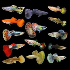 Guppies male female for sale  Opa Locka