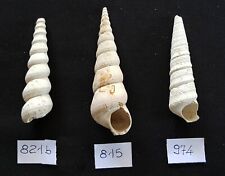 Turritella varie specie usato  Italia