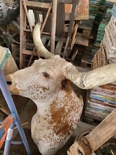 Texas longhorn kopf gebraucht kaufen Texas longhorn kopf gebraucht kaufen  Lichtenfels